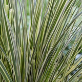 Papura cu Cap Spinos (Lomandra Longifolia) White Sands - VERDENA-55 cm inaltime, livrat in ghiveci de 4 l