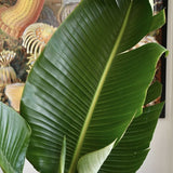 Pasarea alba a paradisului (Strelitzia nicolai) - 110 cm - VERDENA-110 cm la livrare in ghiveci Ø 19 cm