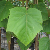 Paulownia tomentosa - VERDENA-80-100 cm inaltime livrat in ghiveci de 8 L