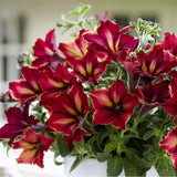 Petunia Crazytunia Mandeville, ghiveci de 1L si ?12cm