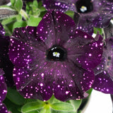 Petunia Sky - Bonny Mystery - VERDENA-20 cm inaltime livrat in ghiveci de 1 L