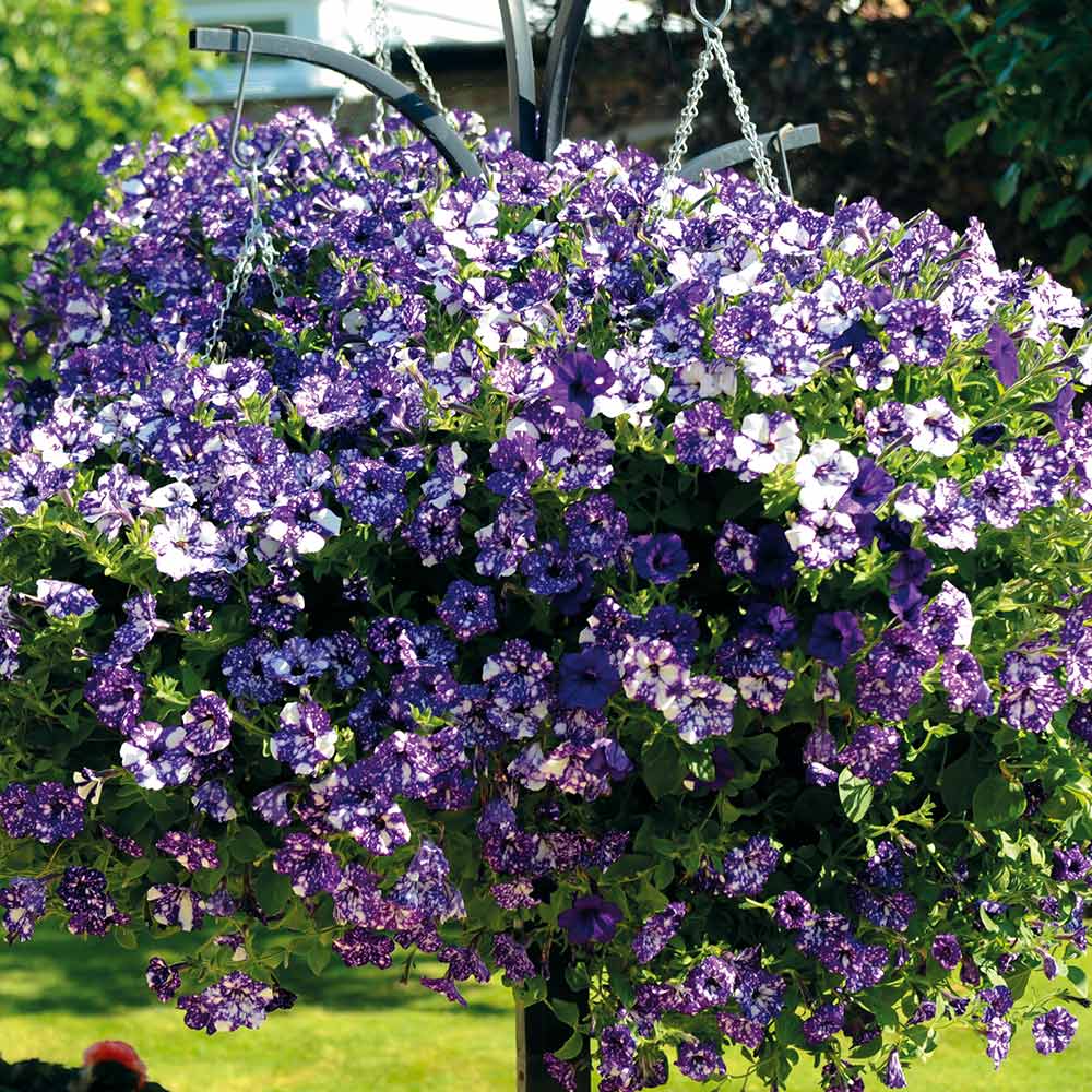 Petunia Sky - Night - VERDENA-20 cm inaltime livrat in ghiveci de 1 L