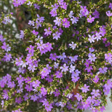 Petunie Cuphea Purple - VERDENA-ghiveci de 1L si ?12cm