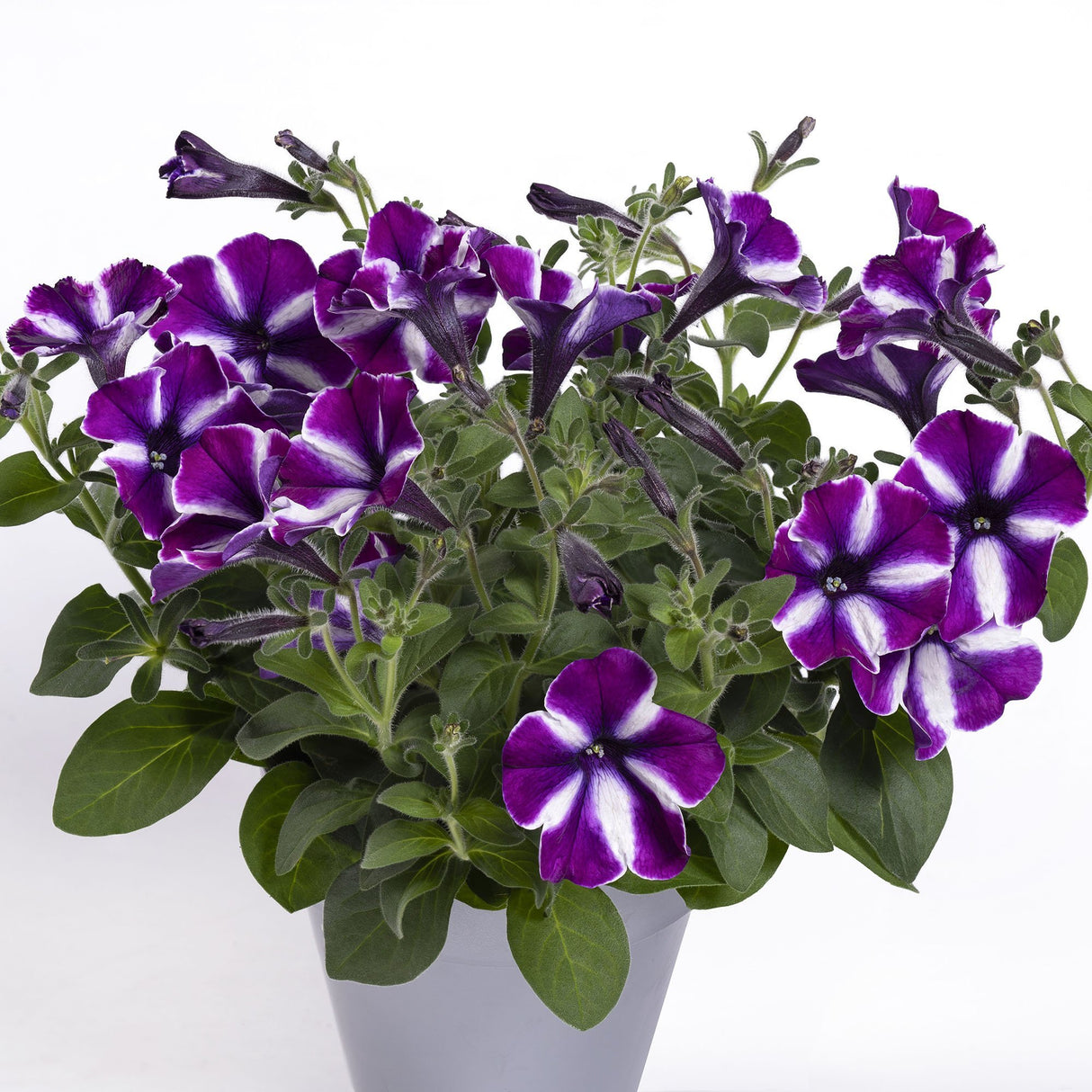 Petunie Happytoonia Lilac Star|VERDENA|Petunii|Plante perene|ghiveci de 1L si ?12cm