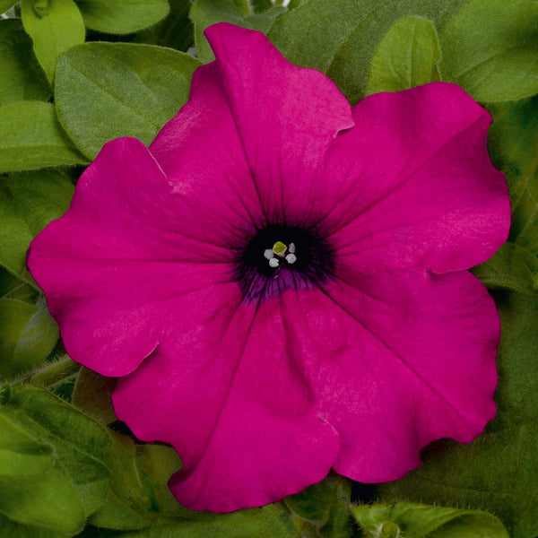 Petunie Happytoonia Purple, ghiveci de 1L si ?12cm
