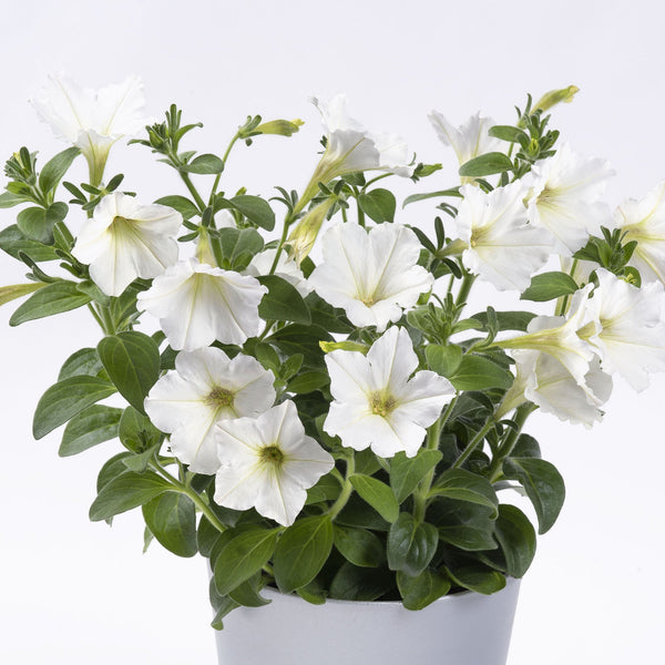 Petunie Happytoonia White, ghiveci de 1L si ?12cm