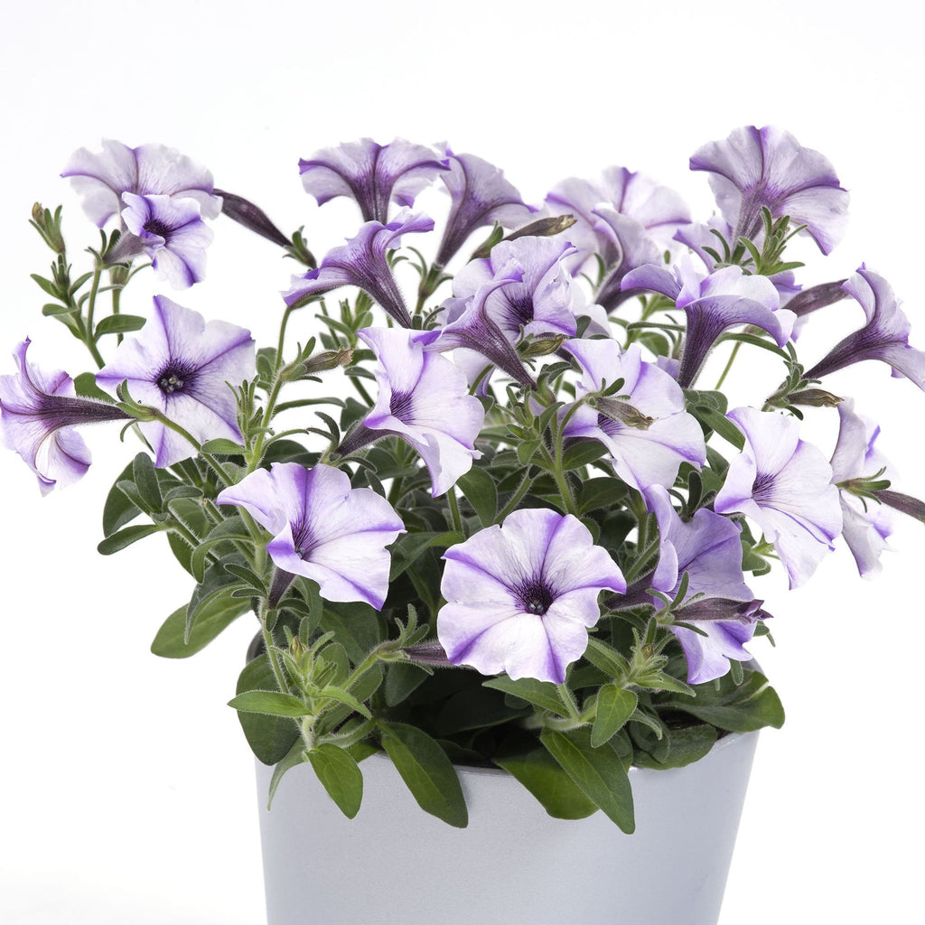 Petunie Prettytoonia Blue Jet, ghiveci de 1L si ?12cm