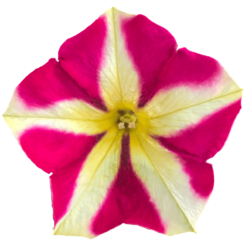 Petunie Prettytoonia Raspberry Vanilla, ghiveci de 1L si ?12cm