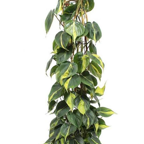 Philodendron Brasil (Cu Suport) - 120 cm - VERDENA-120 cm inaltime, livrat in ghiveci de 5 l
