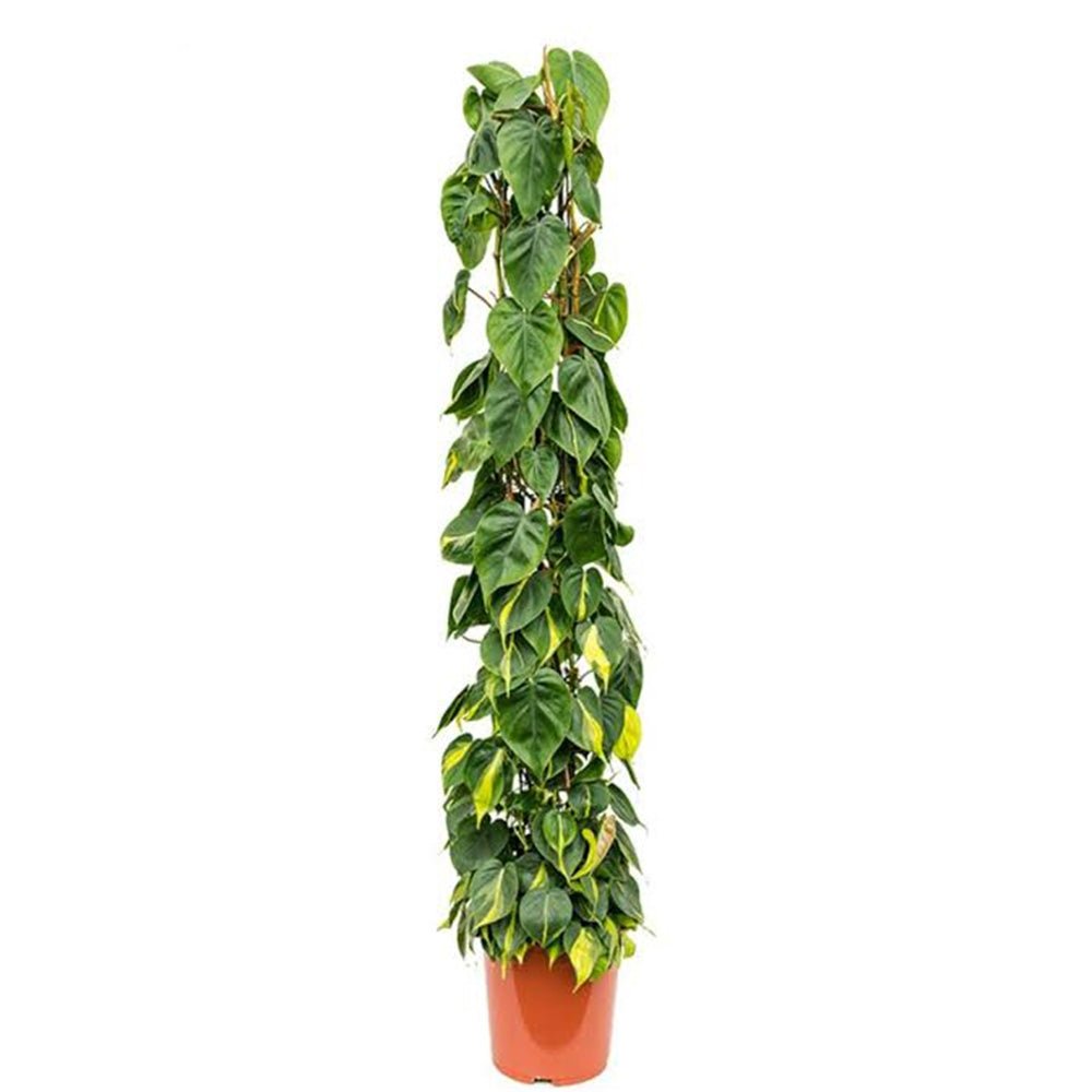 Philodendron Brasil (Cu Suport) - 150 cm - VERDENA-150 cm inaltime, livrat in ghiveci de 9 l