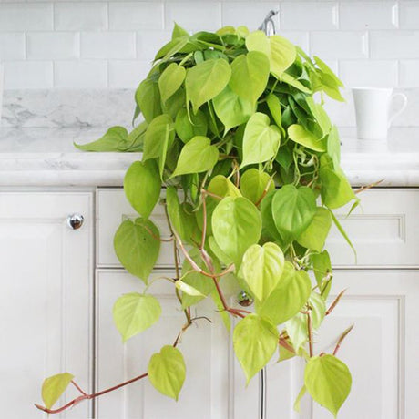 Philodendron Lime - 30 cm