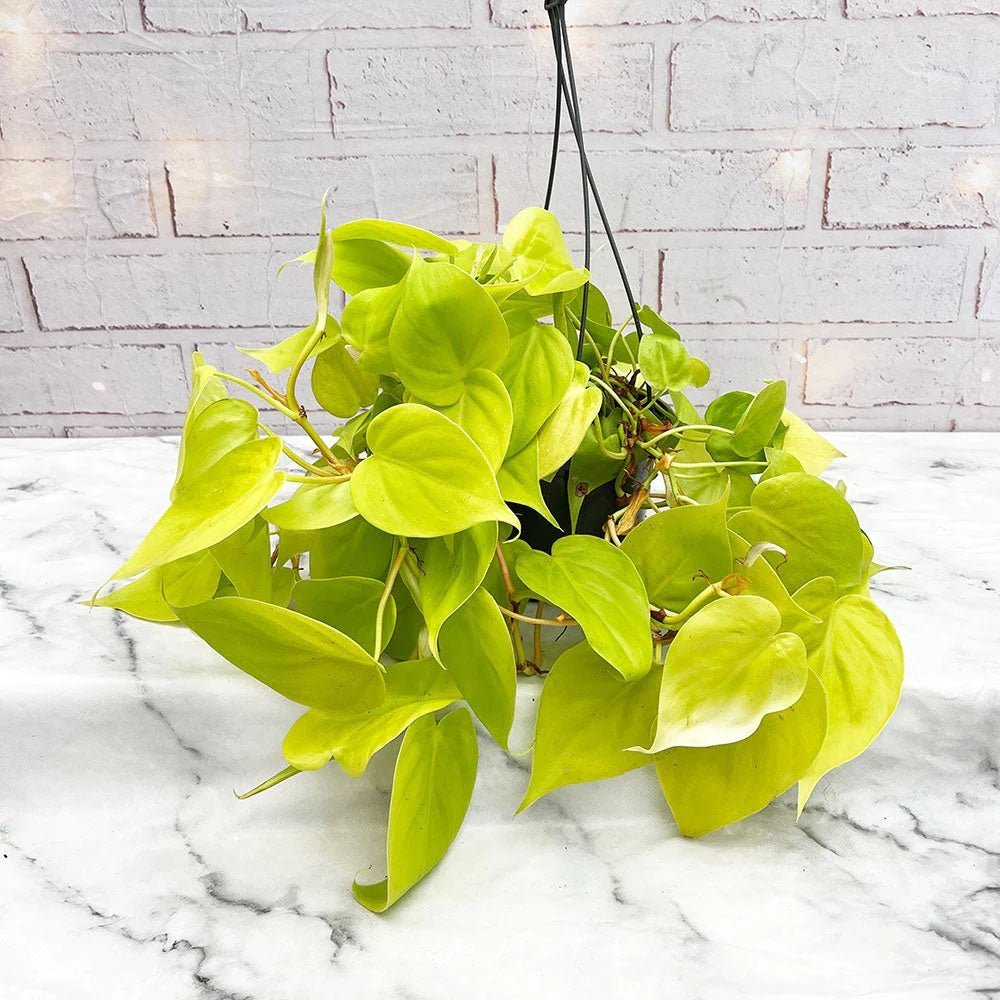 Black Friday - Reduceri Philodendron Lime - 50 cm Promotie