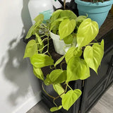 Philodendron Lime - 50 cm - VERDENA-50 cm inaltime, livrat in ghiveci de 1.5 l