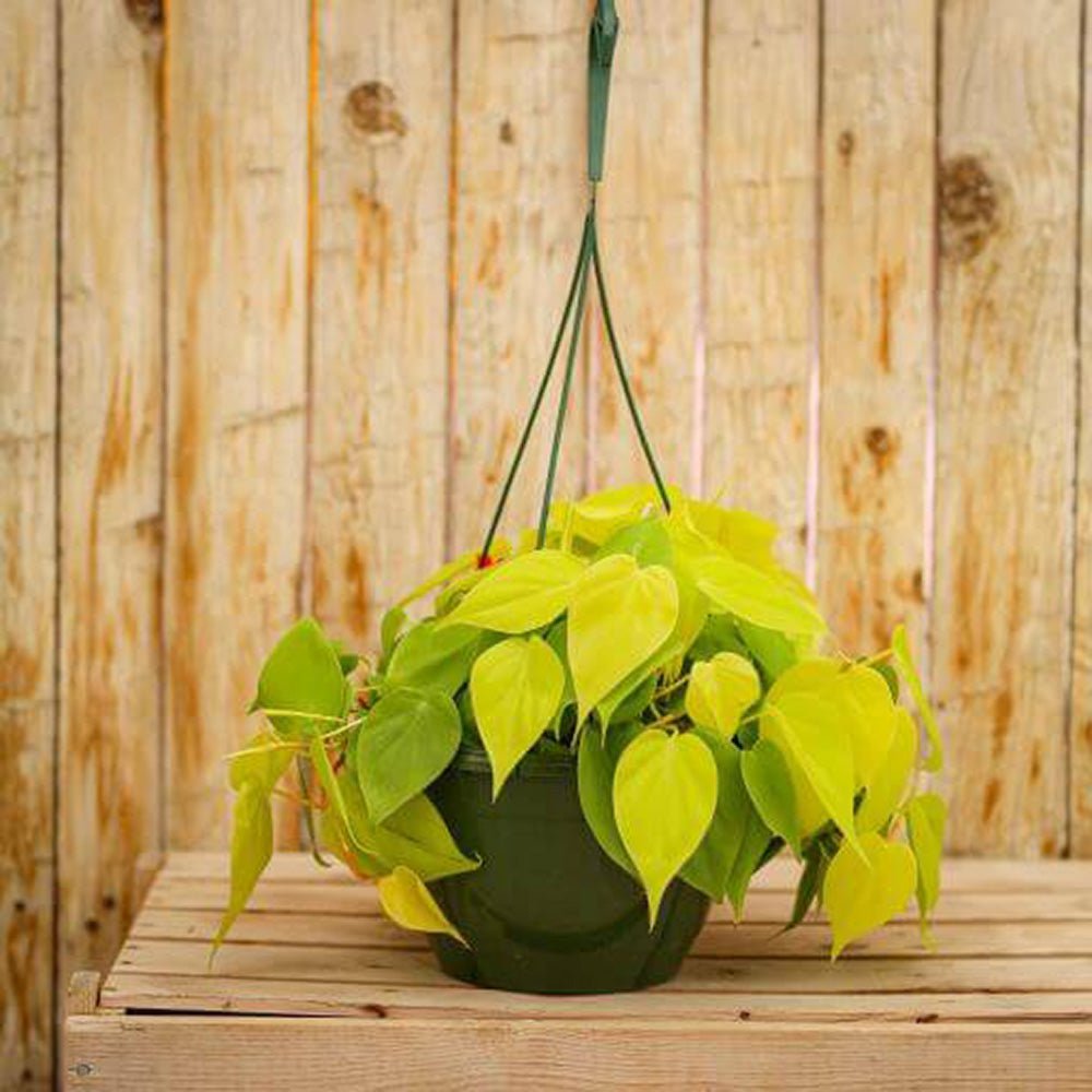 Philodendron Lime - 50 cm - VERDENA-50 cm inaltime, livrat in ghiveci de 1.5 l