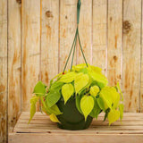 Black Friday - Reduceri Philodendron Lime - 50 cm Promotie