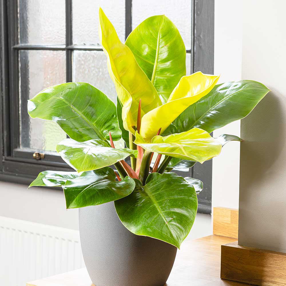 Philodendron Moonshine - 30 cm - VERDENA-30 cm inaltime, livrat in ghiveci de 1.2 l