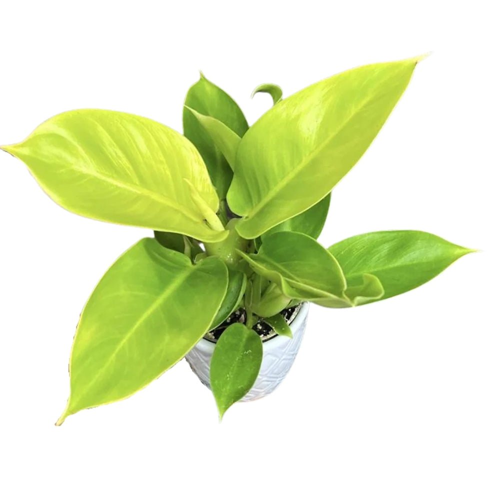 Philodendron Moonshine - 30 cm - VERDENA-30 cm inaltime, livrat in ghiveci de 1.2 l