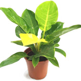 Philodendron Moonshine - 30 cm - VERDENA-30 cm inaltime, livrat in ghiveci de 1.2 l