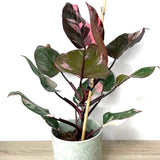 Philodendron Pink Princess - 100 cm - VERDENA-100 cm inaltime livrat in ghiveci de 9 L