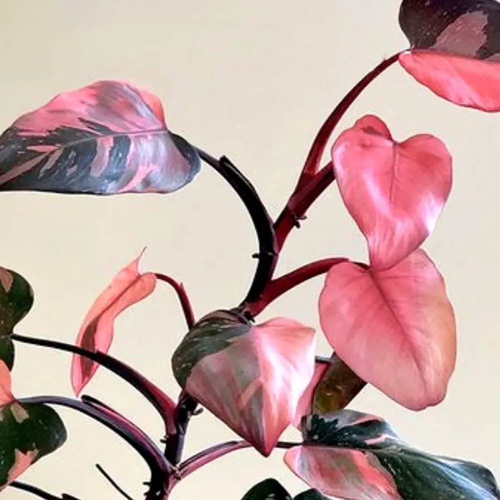 Philodendron Pink Princess - 30 cm - VERDENA-30 cm inaltime, livrat in ghiveci de 1.2 l