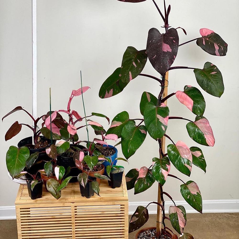 Philodendron Pink Princess - 50 cm - VERDENA-50 cm inaltime, livrat in ghiveci de 4 l