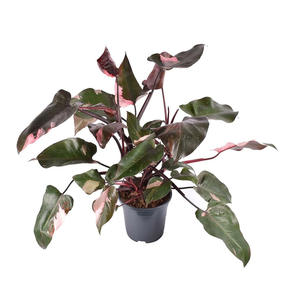 Philodendron Pink Princess - 50 cm | Verdena – VERDENA