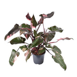 Philodendron Pink Princess - 50 cm - VERDENA-50 cm inaltime, livrat in ghiveci de 4 l