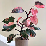 Philodendron Pink Princess - 50 cm - VERDENA-50 cm inaltime, livrat in ghiveci de 4 l