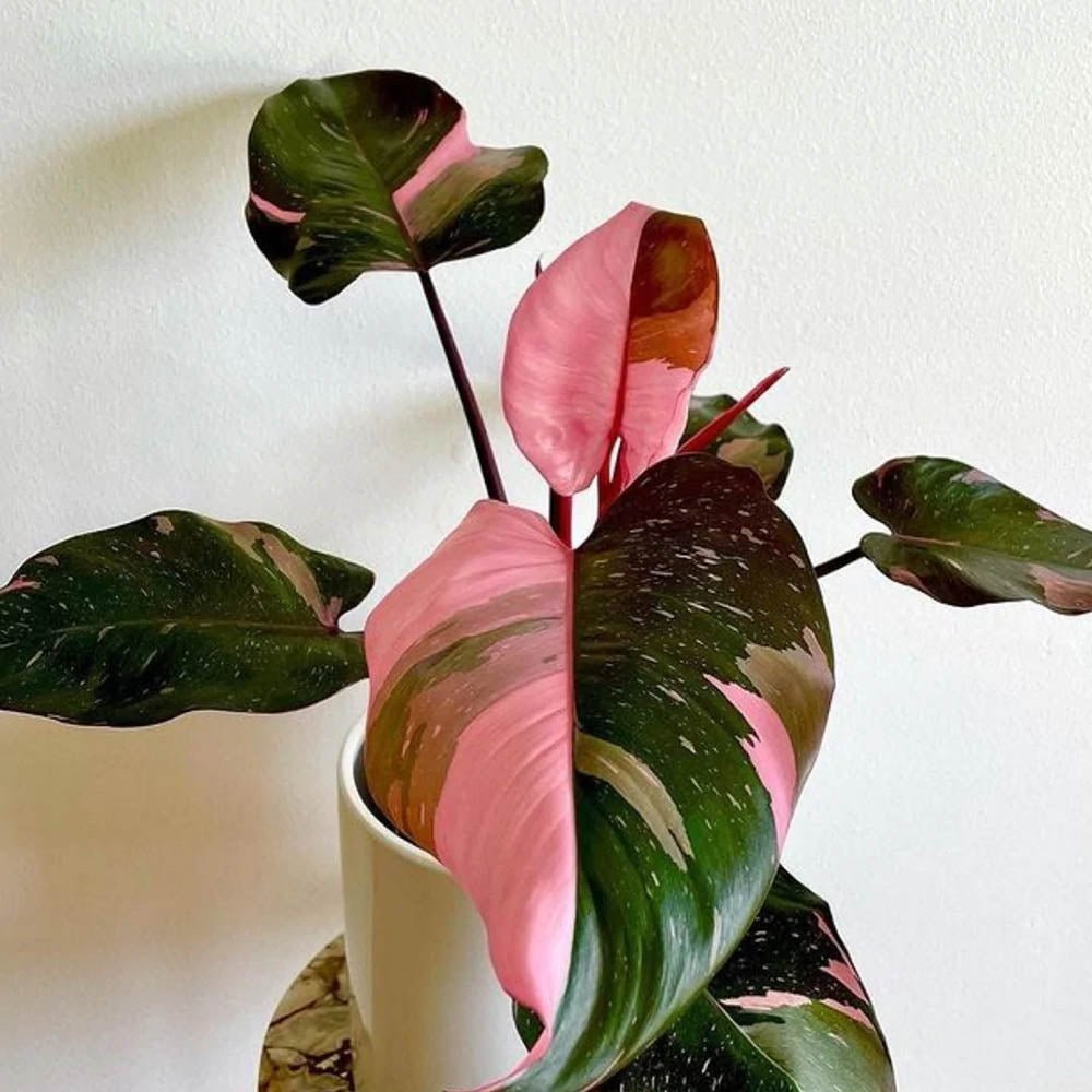 Philodendron Pink Princess - 50 cm - VERDENA-50 cm inaltime, livrat in ghiveci de 4 l