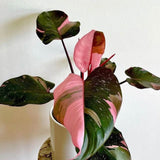 Philodendron Pink Princess - 50 cm - VERDENA-50 cm inaltime, livrat in ghiveci de 4 l