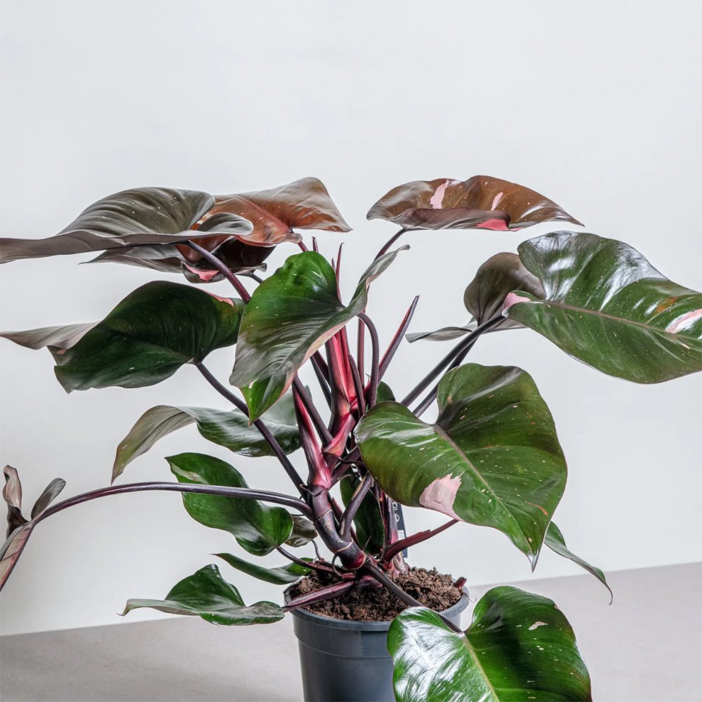 Philodendron Pink Princess - 50 cm - VERDENA-50 cm inaltime, livrat in ghiveci de 4 l