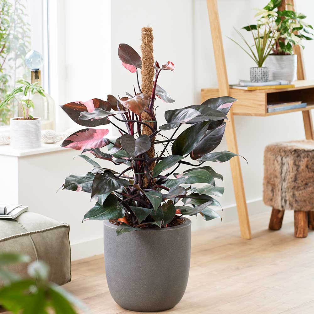 Philodendron Pink Princess - 50 cm - VERDENA-50 cm inaltime, livrat in ghiveci de 4 l