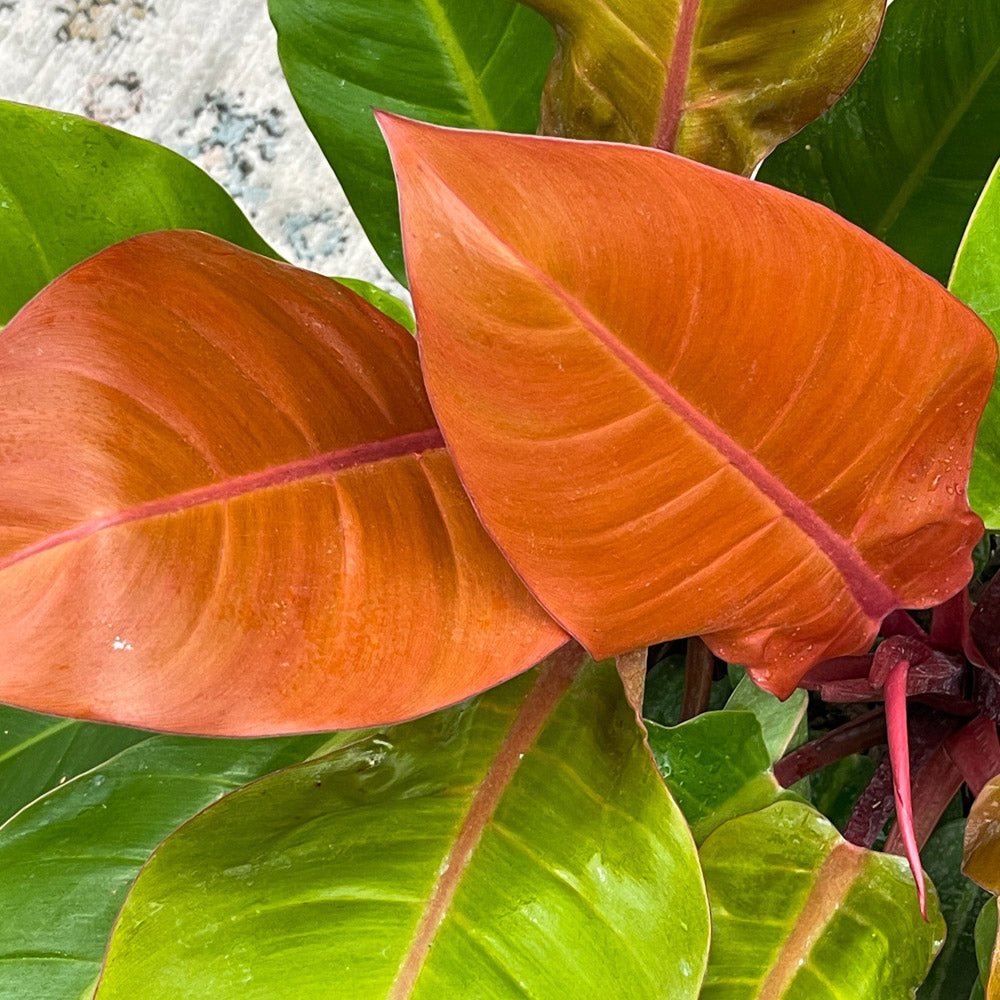 Philodendron Prince of Orange - 35 cm - VERDENA-35 cm inaltime, livrat in ghiveci de 1.5 l