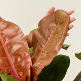 Philodendron Prince of Orange - 45 cm - VERDENA-45 cm inaltime, livrat in ghiveci de 3 l