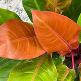 Philodendron Prince of Orange - 60 cm - VERDENA-60 cm inaltime, livrat in ghiveci de 4 l