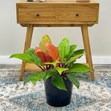 Philodendron Prince of Orange - 60 cm - VERDENA-60 cm inaltime, livrat in ghiveci de 4 l