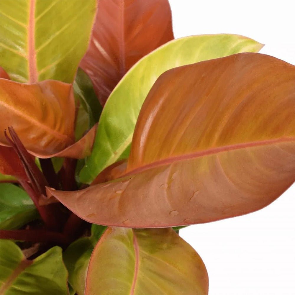 Philodendron Prince of Orange - 60 cm - VERDENA-60 cm inaltime, livrat in ghiveci de 4 l