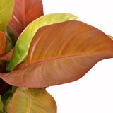 Philodendron Prince of Orange - 60 cm - VERDENA-60 cm inaltime, livrat in ghiveci de 4 l