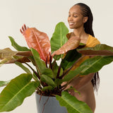 Philodendron Prince of Orange - 60 cm - VERDENA-60 cm inaltime, livrat in ghiveci de 4 l