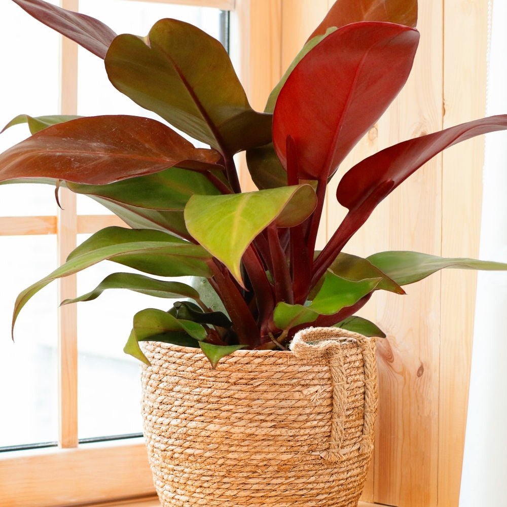 Philodendron Prince of Orange - 60 cm - VERDENA-60 cm inaltime, livrat in ghiveci de 4 l