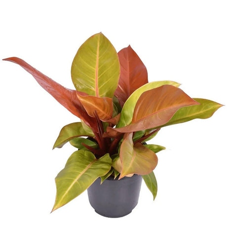 Philodendron Prince of Orange - 90 cm - VERDENA-90 cm inaltime, livrat in ghiveci de 17 l