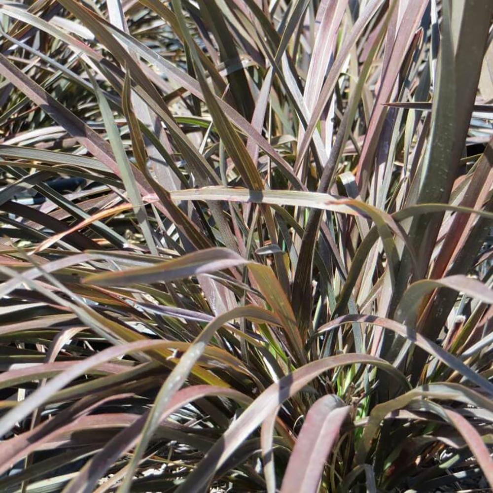 Phormium Bronze Baby