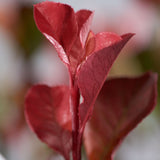 Photinia Little Red Robin, 60-80 cm inaltime, in ghiveci de 15L