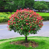 Photinia Red Robin altoit pe tulpina|VERDENA|Photinia|Arbusti|80-100 cm
 inaltime, in ghiveci de 10L