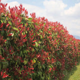 Photinia Red Robin, gard viu rosu vesnic verde - VERDENA-25/+ cm inaltime, in ghiveci de 2L