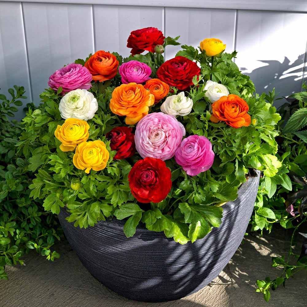 Piciorul Cocosului (Ranunculus) alb - 3 bulbi per ghiveci - VERDENA-17 cm inaltime, livrat in ghiveci de 1 l