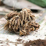Piciorul Cocosului (Ranunculus) galben - 3 bulbi per ghiveci - VERDENA-17 cm inaltime, livrat in ghiveci de 1 l