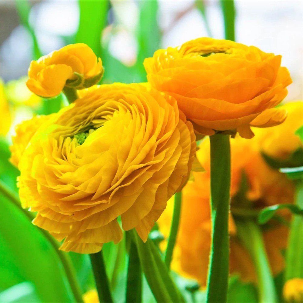 Piciorul Cocosului (Ranunculus) galben - 3 bulbi per ghiveci - VERDENA-17 cm inaltime, livrat in ghiveci de 1 l