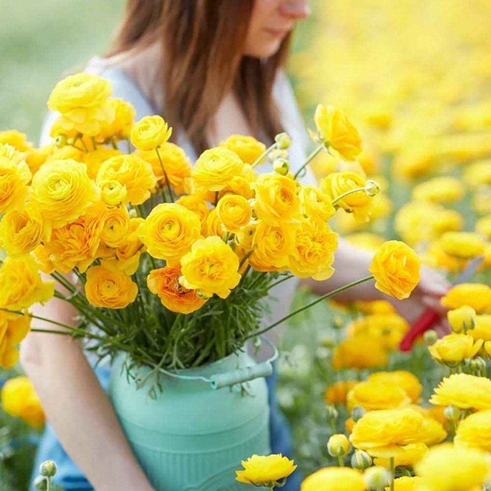 Piciorul Cocosului (Ranunculus) galben - 3 bulbi per ghiveci - VERDENA-17 cm inaltime, livrat in ghiveci de 1 l