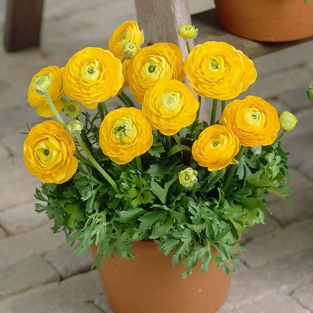 Piciorul Cocosului (Ranunculus) galben - 3 bulbi per ghiveci